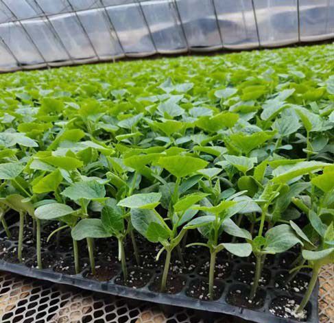 什么叫无土栽培？