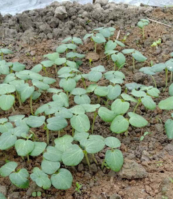 泡沫箱(盒)种菜有哪些优缺点？