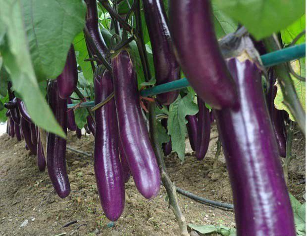 紫砂盆种菜有哪些优缺点？