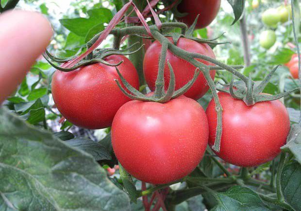 南向阳台可以种什么菜？