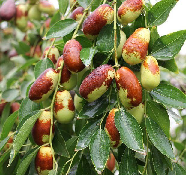 什么叫标准量施肥法？