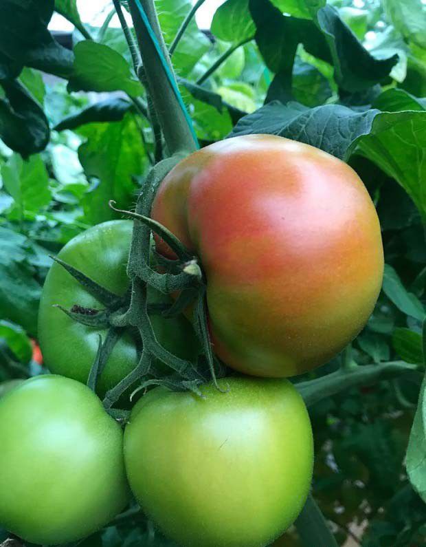 什么是农药的安全间隔期？