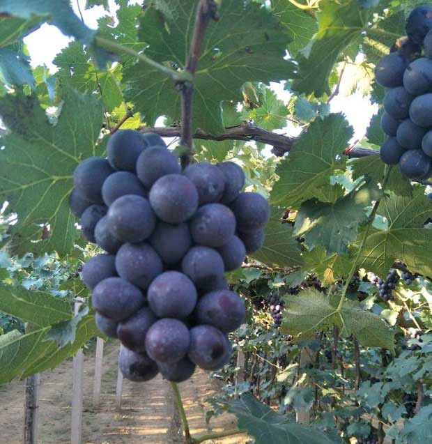 无公害农产品产地应当符合什么条件？