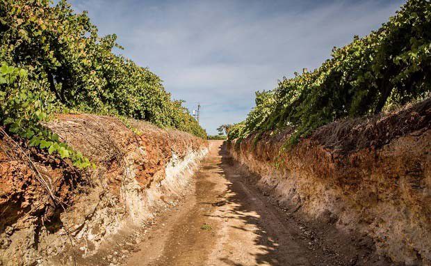 西北土壤矿物组成有什么特点？