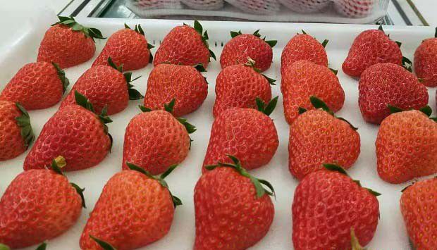 水果贮藏期的冻害如何预防？