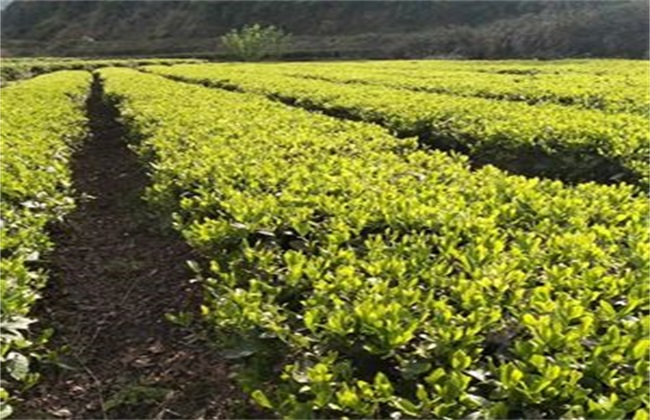 毛尖茶的种植管理要点