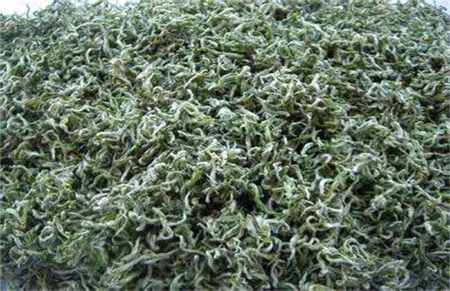 黄金茶的种植前景