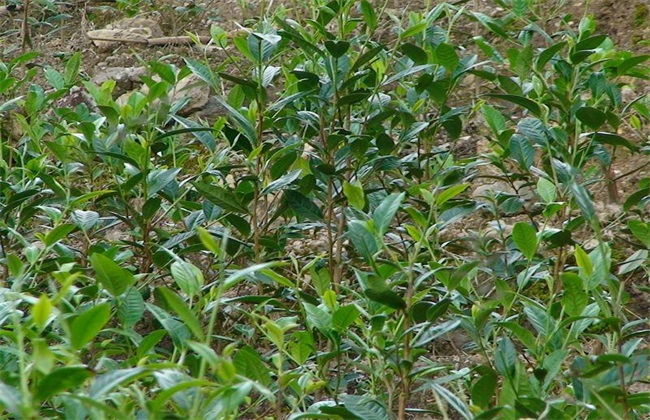 茶叶种植的注意事项