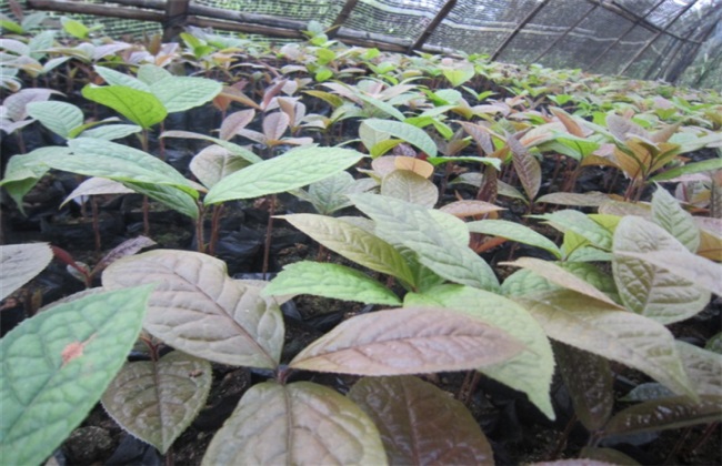 金花茶的繁殖方法