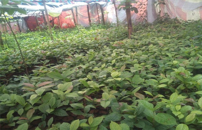 金花茶的繁殖方法