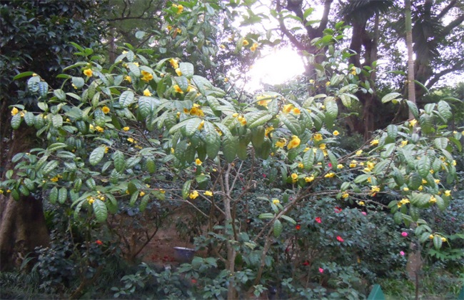 金花茶的繁殖方法