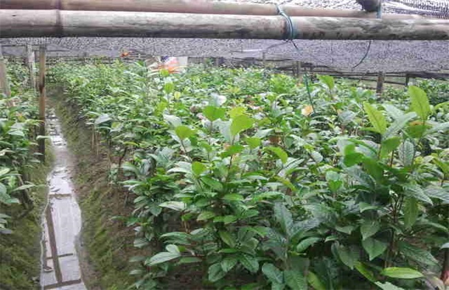 金花茶的繁殖方法