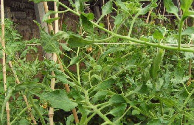 茶黄螨的防治方法措施