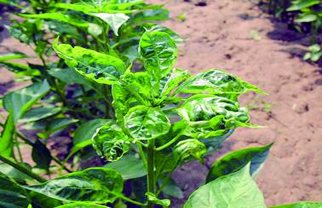 茶黄螨的防治方法措施