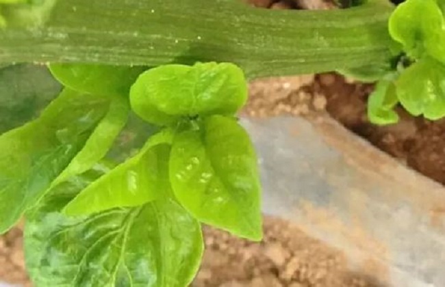 茶黄螨的防治方法措施