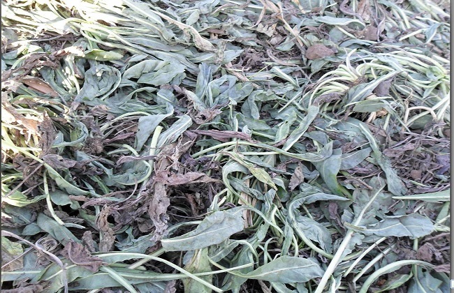 茶叶的品种简介及图片大全