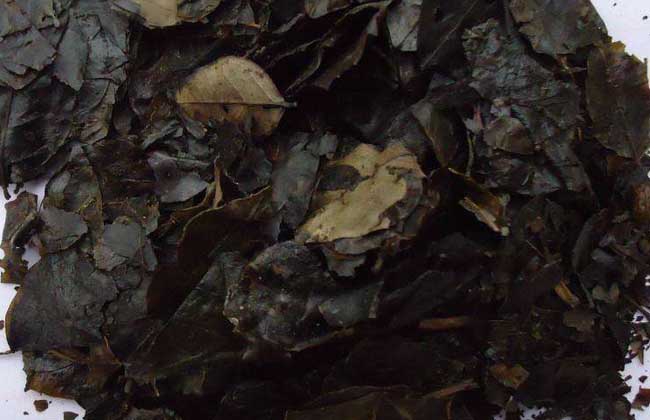 苦丁茶产地在哪里?