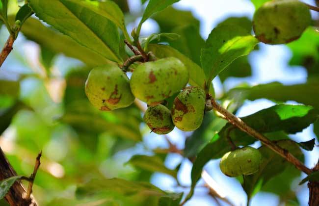 苦丁茶产地在哪里?