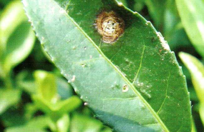 茶轮斑病怎么防治?