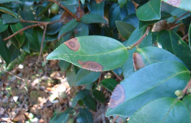 茶轮斑病怎么防治?