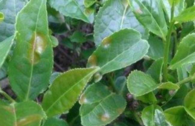 茶轮斑病怎么防治?
