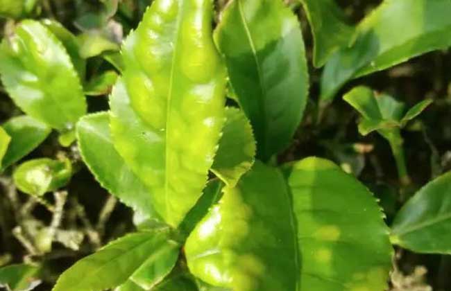 茶白星病怎么防治？