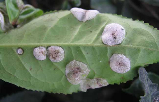 茶白星病怎么防治？