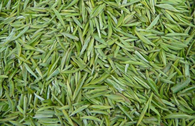 毛尖属于什么茶?