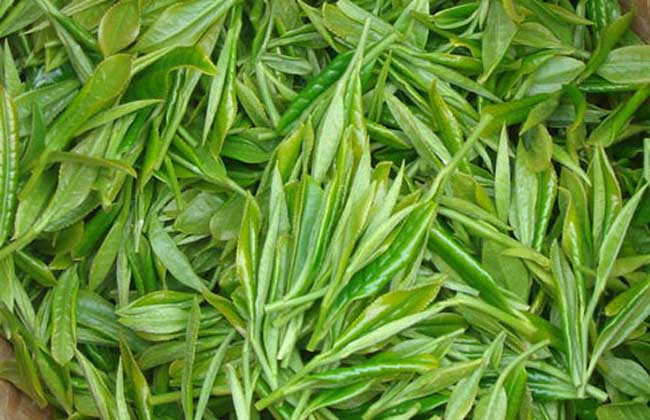 毛尖属于什么茶?