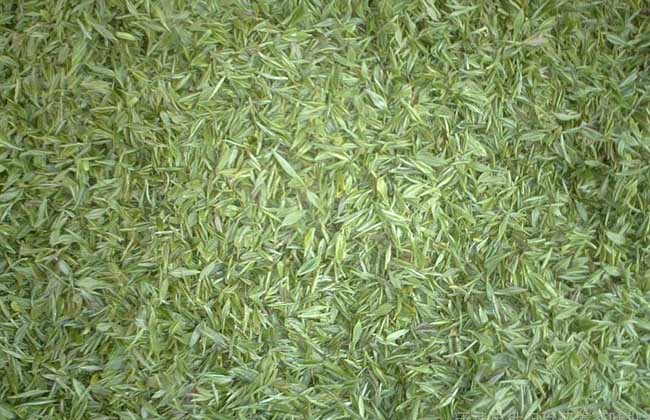 毛尖属于什么茶?