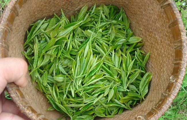 信阳毛尖属于什么茶?