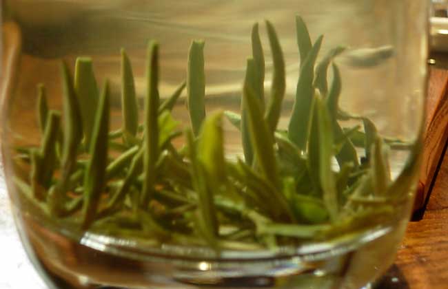 信阳毛尖是绿茶吗?