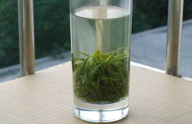 信阳毛尖是绿茶吗?