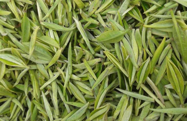 信阳毛尖是绿茶吗?