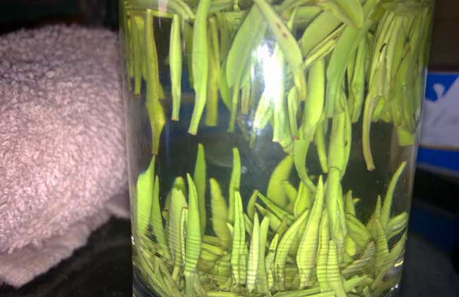 毛尖产地是哪里?