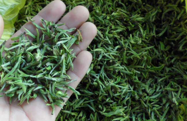 毛尖产地是哪里?