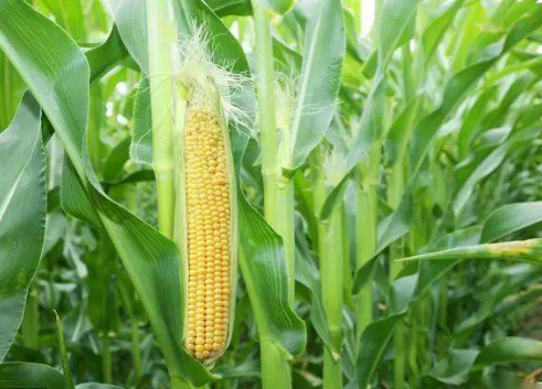 甜玉米五月栽培要点