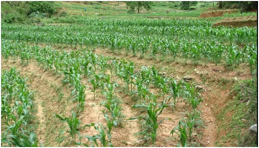 甜玉米育苗技术