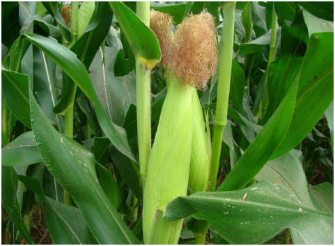 甜玉米病虫害防治技术