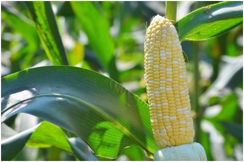 甜玉米播种期管理要点