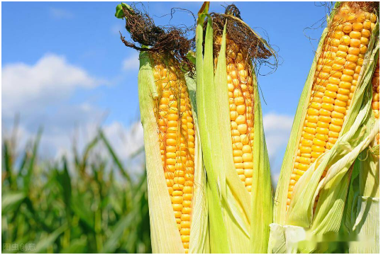 甜玉米什么时候施肥好，甜玉米怎么施肥