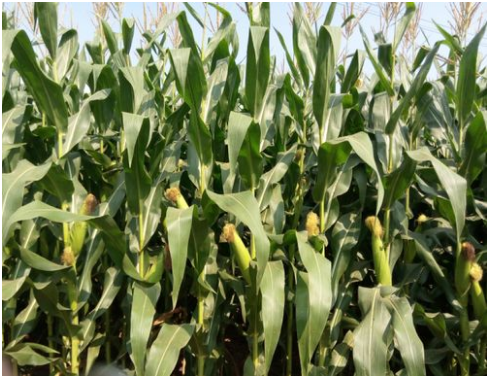 甜玉米怎样能丰产，甜玉米丰产种植技巧