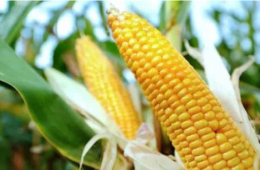 甜玉米的营养价值 甜玉米的功效与作用