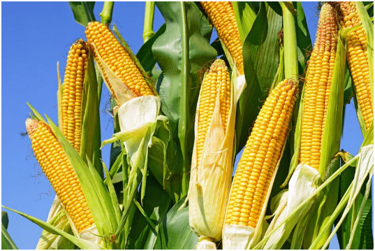 甜玉米种植时间 亩产量 种一亩地甜玉米的收益