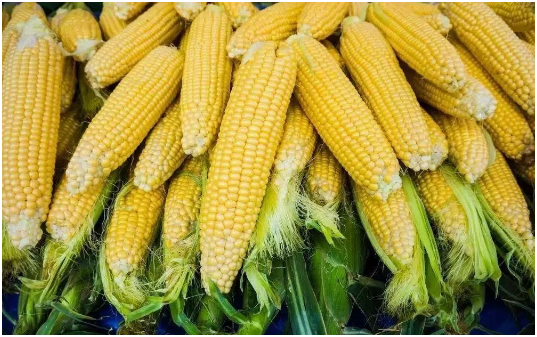 甜玉米施什么肥 甜玉米施肥技术