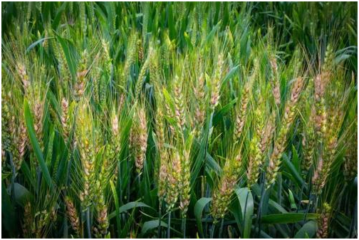 造成冬小麦出现弱苗的七种情况