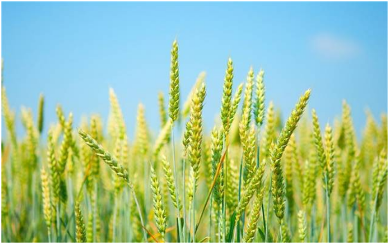 冬小麦高产把握施肥方法是关键