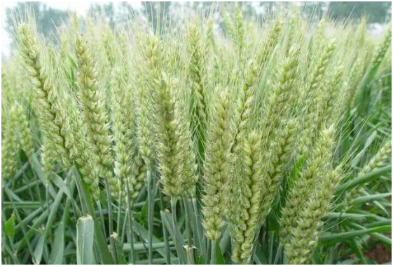 冬小麦什么时候种植，冬小麦的种植时间