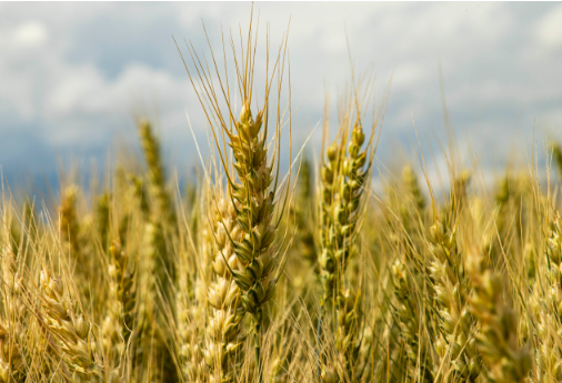 冬小麦返青期如何施肥,冬小麦返青期施肥好处