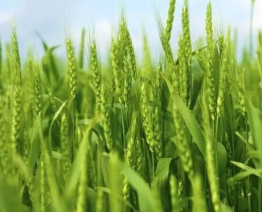 冬小麦春季田管技术指南